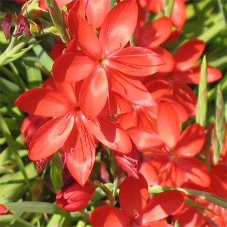 Schizoztylis "Major" très interessante pour sa floraison en fin d'année. Cette élégante vivace évoque aussi le Glaïeul. Flor. de Sept. à Déc.